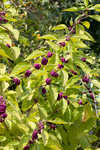 American beautyberry